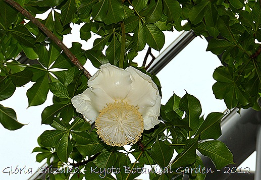 Glória Ishizaka -   Kyoto Botanical Garden 2012 - Plantas do deserto - Andansonia digitata