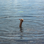 Kesä 2010 057.JPG