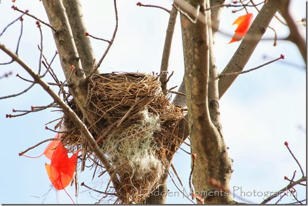 Nest Revealed