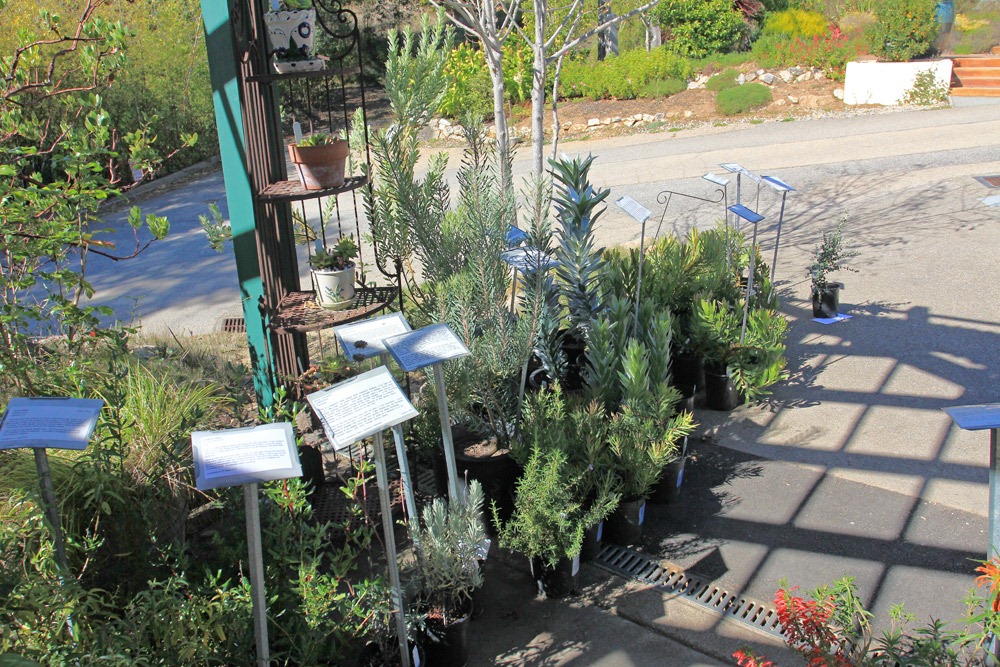 [121027_UCSCArboretum_Norries5%255B2%255D.jpg]