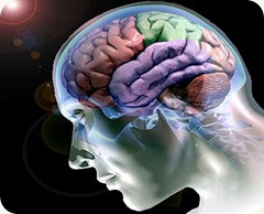cerebro cerebro