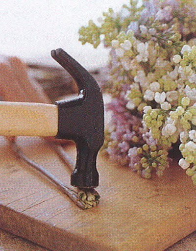 Woody-stemmed flowers, like branches of flowering trees, should be split vertically, about an inch or two up the stem, so more water can be drawn. If the stem is very thick, smash the bottom few inches with a hammer until it is frayed. (The Best of Martha Stewart Living -- Arranging Flowers)
