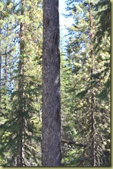 Tree climbed by bear