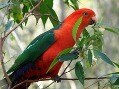 red-parrot_97617-480x360