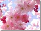 Flowers pink