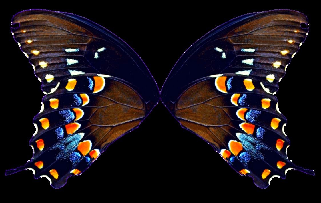 3d butterfly wings 3d butterfly wings