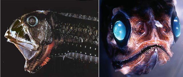 Strange Sea Creatures