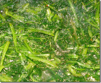 Cicoria in padella 