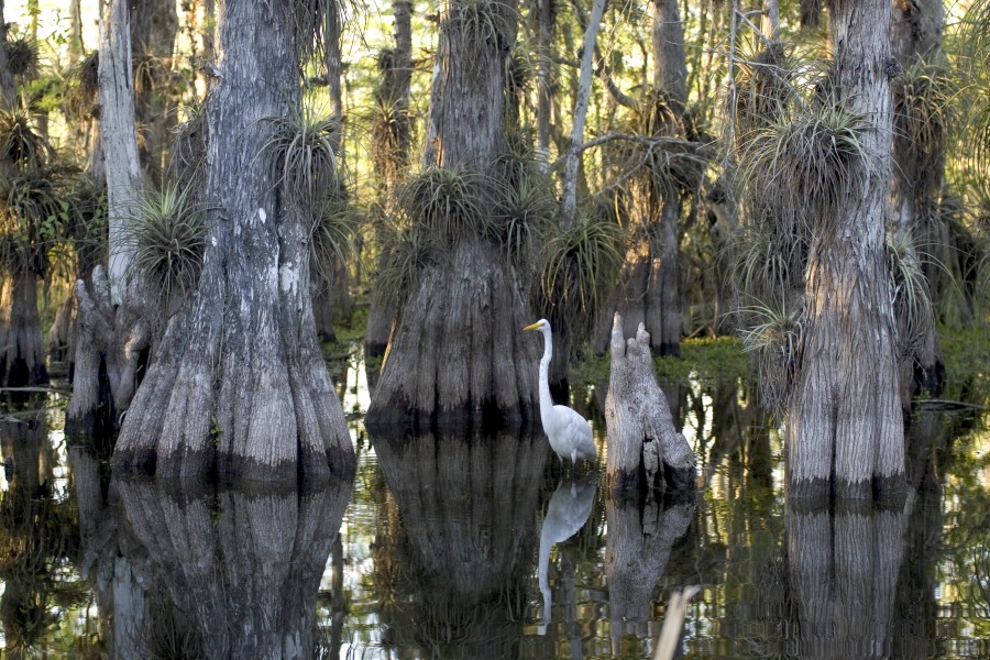 [Everglades_National_Park_cypress%255B5%255D.jpg]