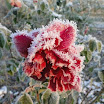 DSC00419.JPG