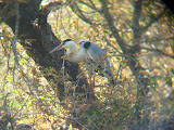 A cool bird ruffling its feathers. South Africa - 454.jpg