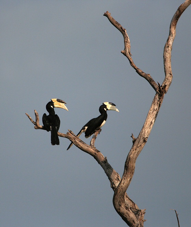 [pied%2520hornbill%255B5%255D.jpg]