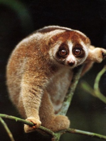 [animals-worried-face-5%255B2%255D.jpg]