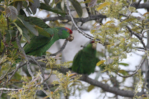 up into the tree and eats