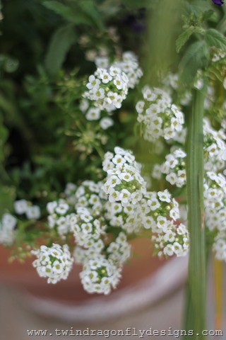 [Planting%2520Annuals%2520%252814%2529%255B3%255D.jpg]