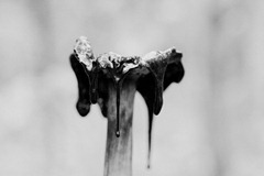 Decaying-Ink-Cap-2