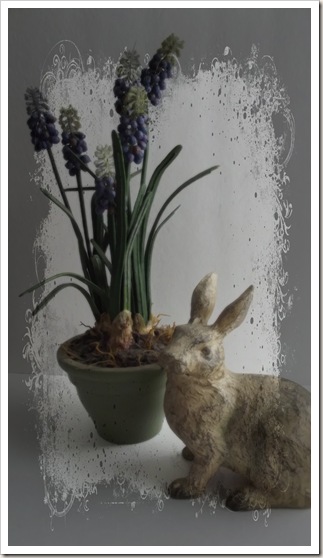 bunny bunny