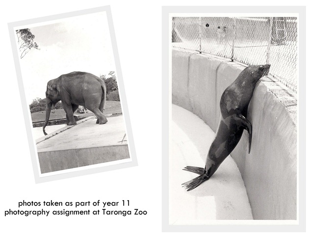 [seal%2520and%2520elephant%2520high%2520school%2520photography%2520assignment%255B8%255D.jpg]