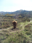 vaca cachena vaca cachena