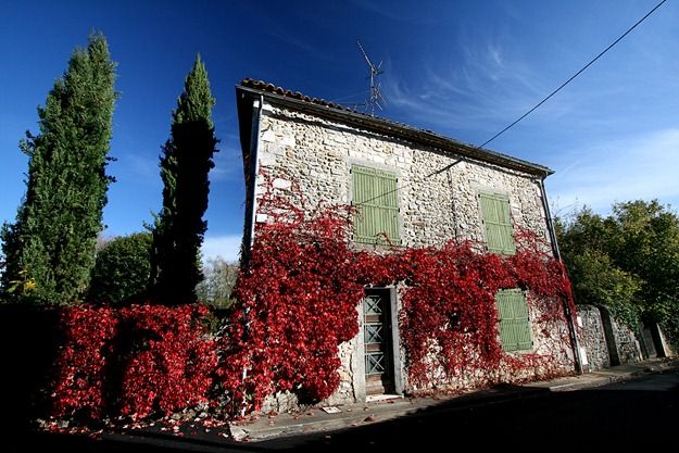 Red leaf coated house Red leaf coated house