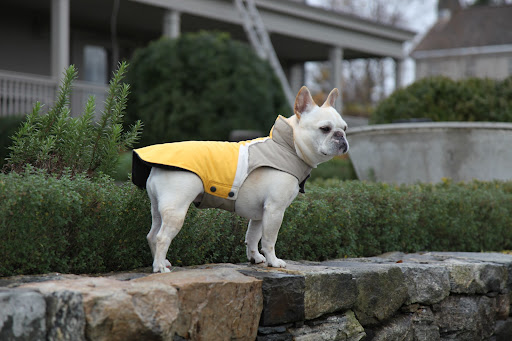 Thanks for being brave around Vivaldi and for getting our rain jackets, Francesca!  We need them on a drizzly, autumn day, such as this one!