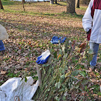 Handing out free tree seedlings