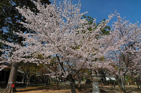 京都真如堂