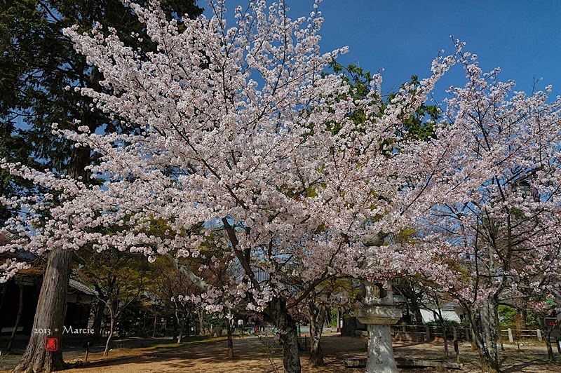 京都真如堂