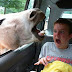 horse.jpg