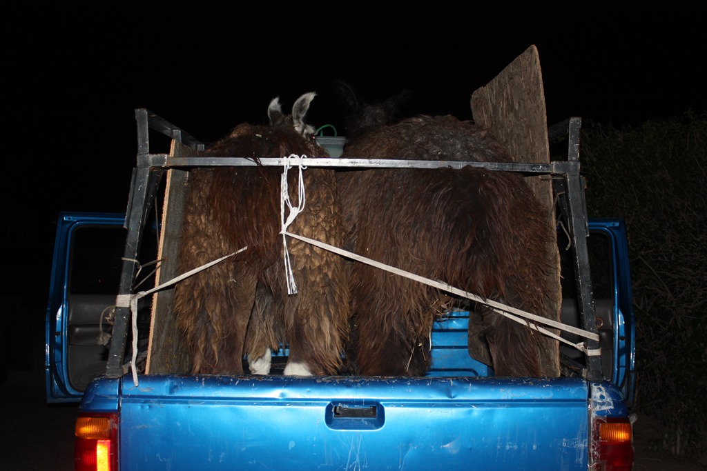 [llama%2520015.jpg]
