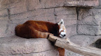 denver_zoo