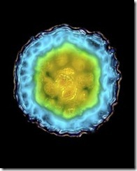 the-hepatitis-c-virus-nearly-two-thirds-of-the-32-million-americans-who-have-hepatitis-c-were-born