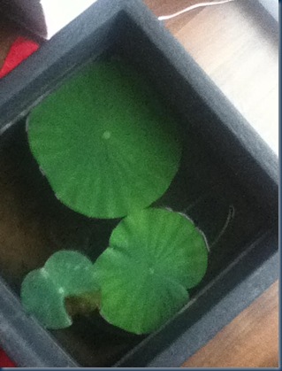 LotosMitteMaiFoto