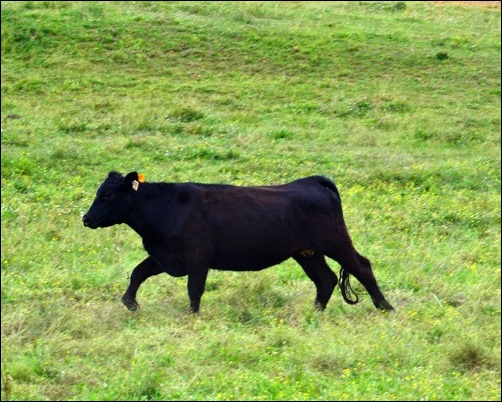 running heifer running heifer