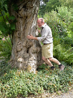 Ancient Oak Tree