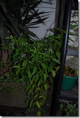 DSC_0999 DSC_0999