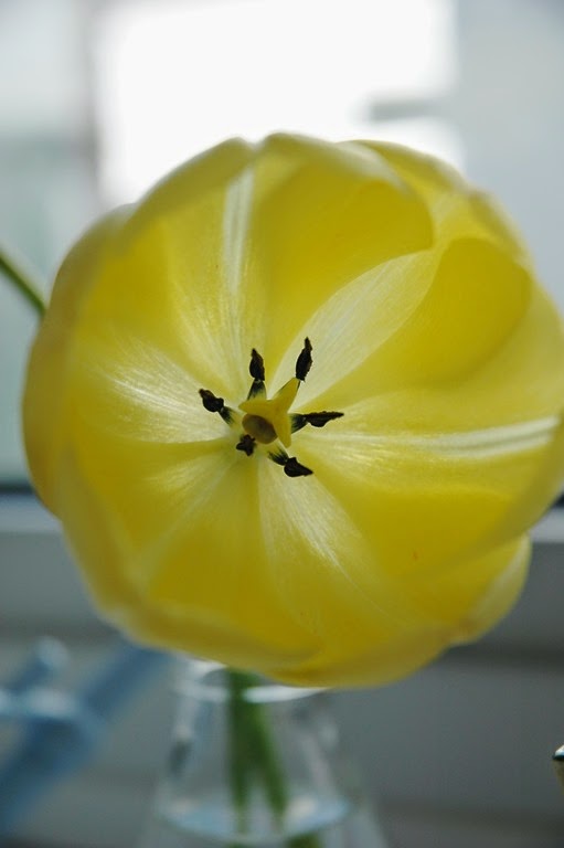 [tulips%2520006%255B4%255D.jpg]