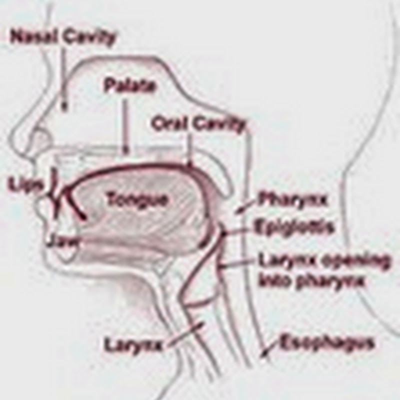 Nasal Cavity - Rongga Hidung