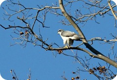 Goshawk