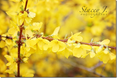 Forsythias 002