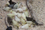 Little duckings