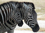Etosha Nationalpark