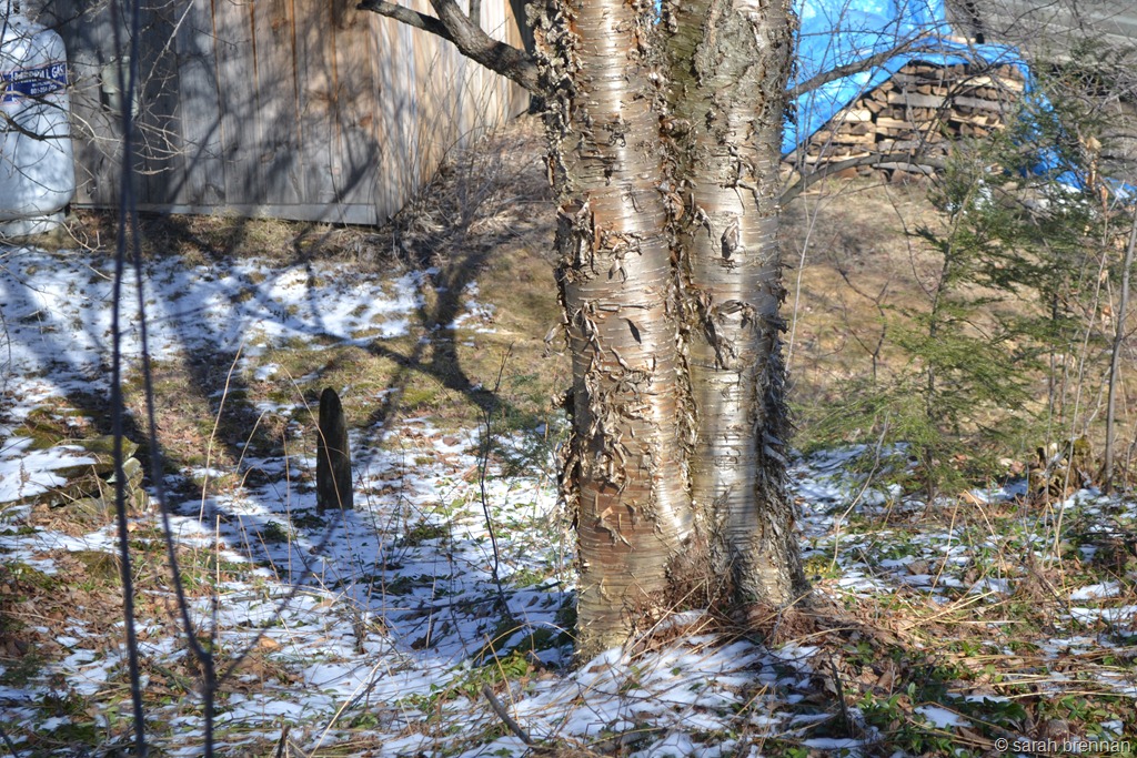 [DSC_0645%255B1%255D.jpg]
