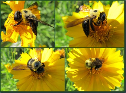 bbee on coreopsis collage