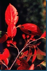 Fall_Chokeberry