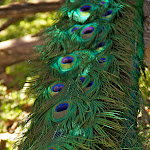 IMG_4463.jpg