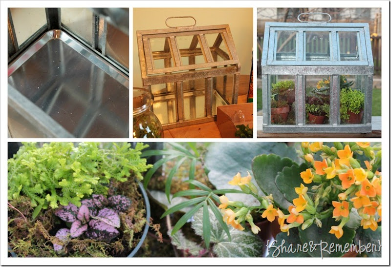 Greenhouse terrarium