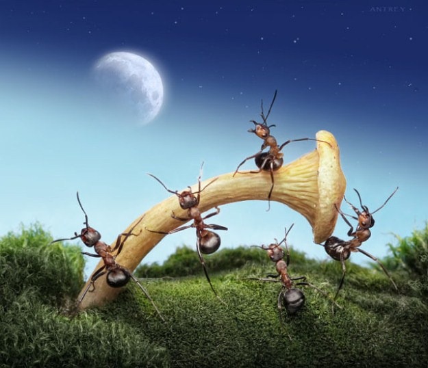 [Life-of-Ants-Andrey-Pavlov-16%255B4%255D.jpg]
