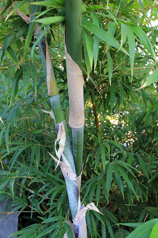[120917_Bambusa-textilis-Mutabilis_09%255B3%255D.jpg]