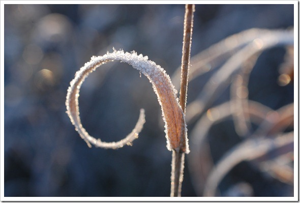 Frosty Morning (2)